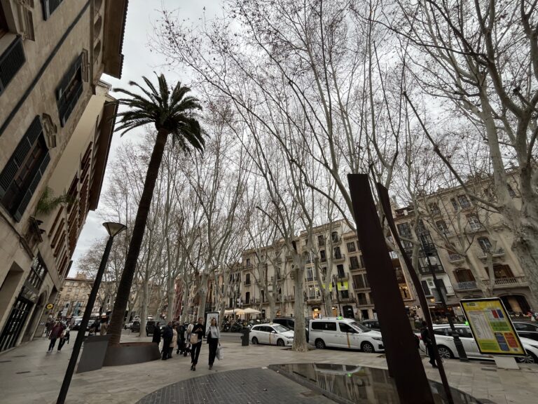 2. Tag Palma