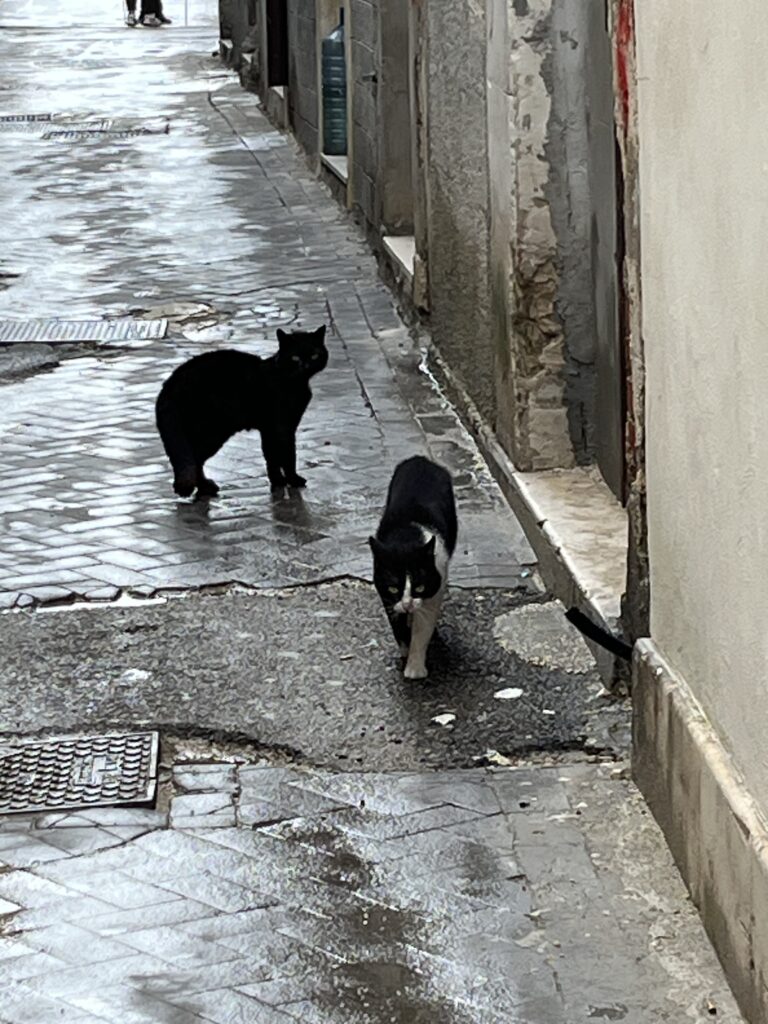 Nur ein paar nasse Katzen