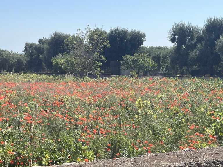 Apulien heißt auch Olivenbäume, Palmen und Blumen