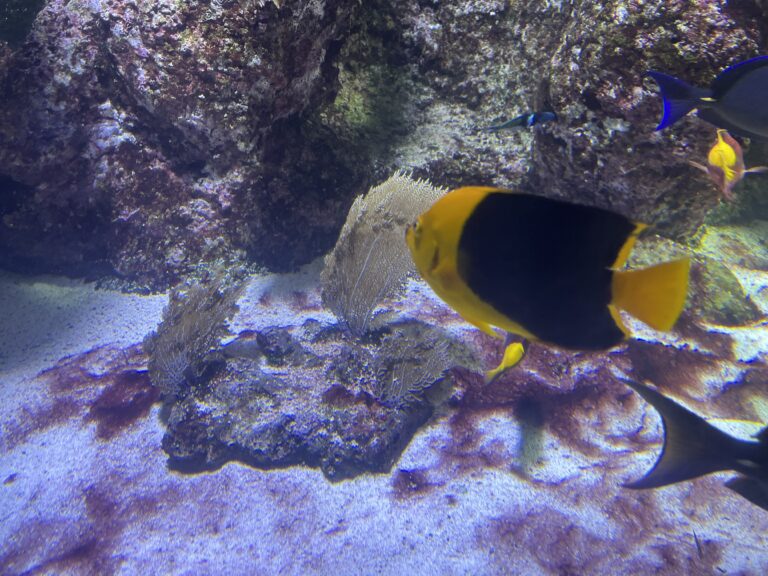 Fische in La Rochelle